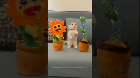 Cat Dance dancing toys | #cat #reels #shorts