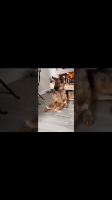 funny dog short #short