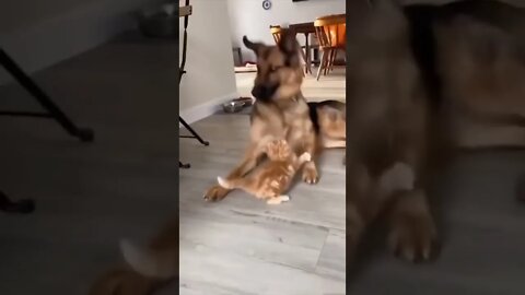 funny dog short #short