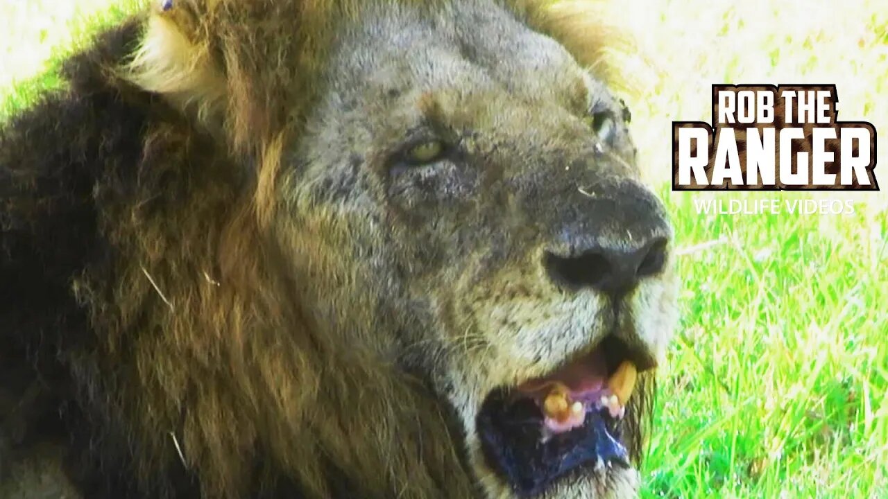 Mapogo Lion Coalition After Clashing With The Selatis | Archive Lion Footage