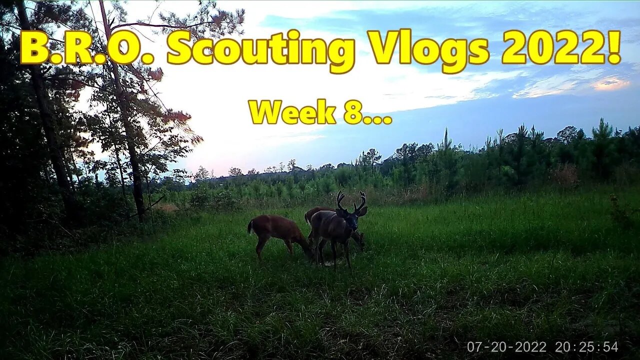 BRO Scouting vlogs 2022! Week 8...