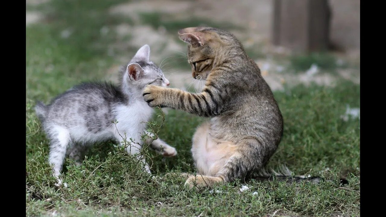 can you watch without laughing at funny cats Videos Compilation #139 | Pets and Wild #funnyanimals