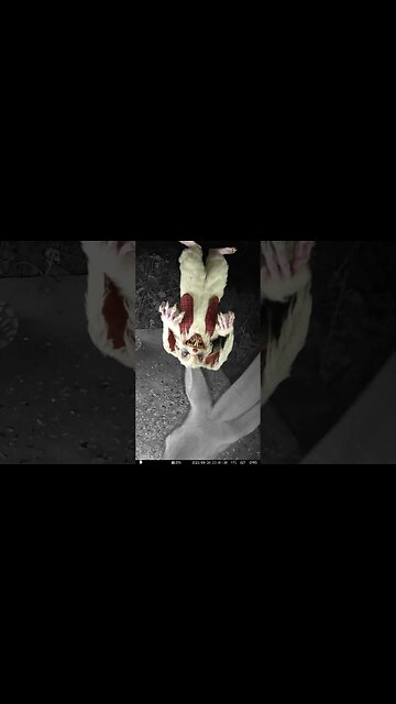 The Bunny Man Visits! 😬