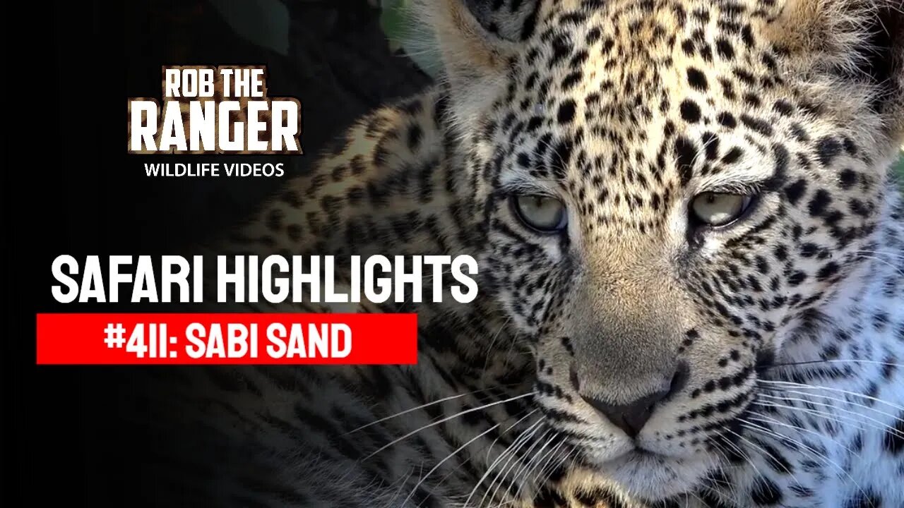 Safari Highlights #411: 20 - 23 May 2016 | Sabi Sand Wildtuin | Latest Wildlife Sightings