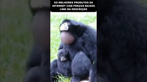 o macaco bom de gogó