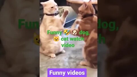 🐈 CAT AND DOG FUNNY VIDEOS//BEST VIDEO 2022//