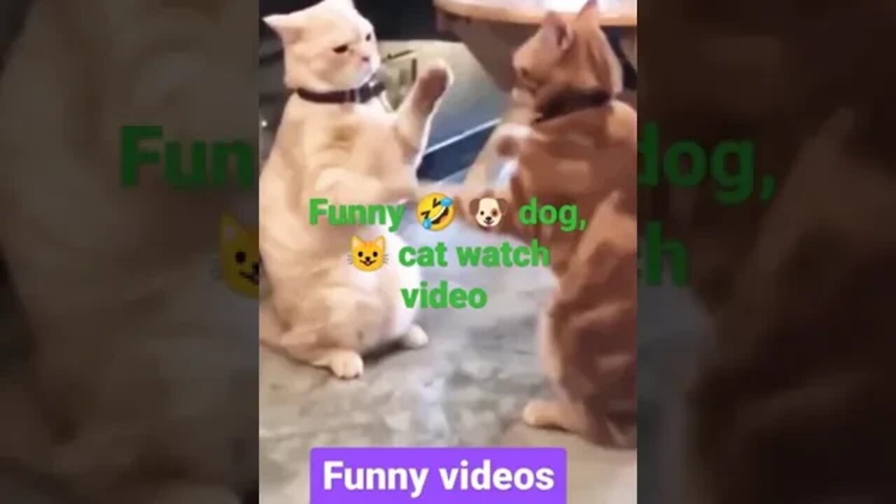 🐈 CAT AND DOG FUNNY VIDEOS//BEST VIDEO 2022//