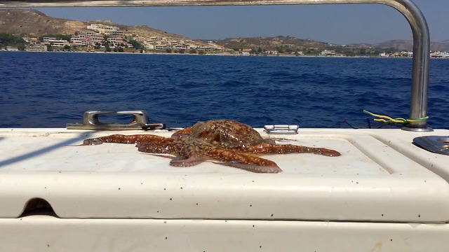 Baby octopus attacks and wins freedom