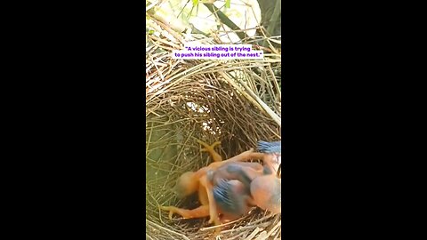 A vicious sibling is trying to oush his sibling out of the nest