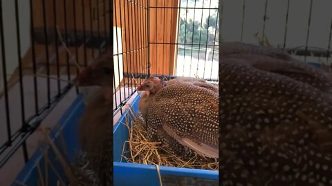 Cage set up for guinea fowl that cannot walk