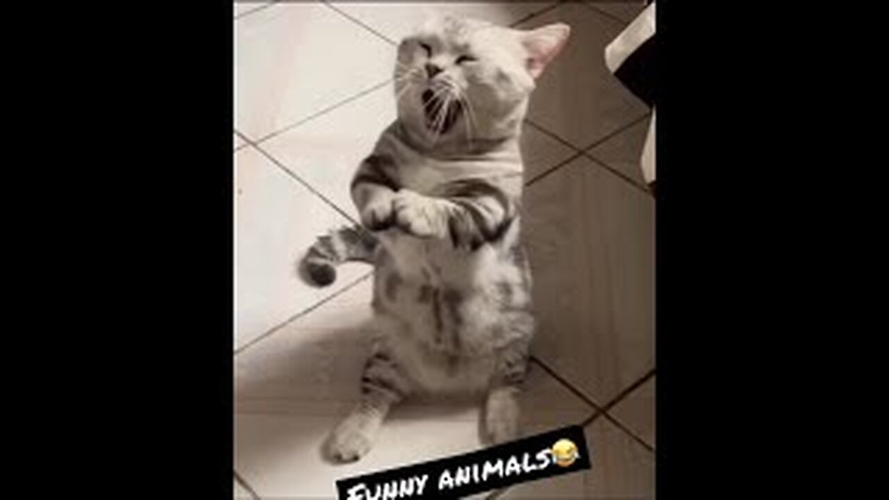 Cute and Funny Animal Video😂|| Funniest Viral Puppy Cat clips😹|| #shorts video #funny animals #cats