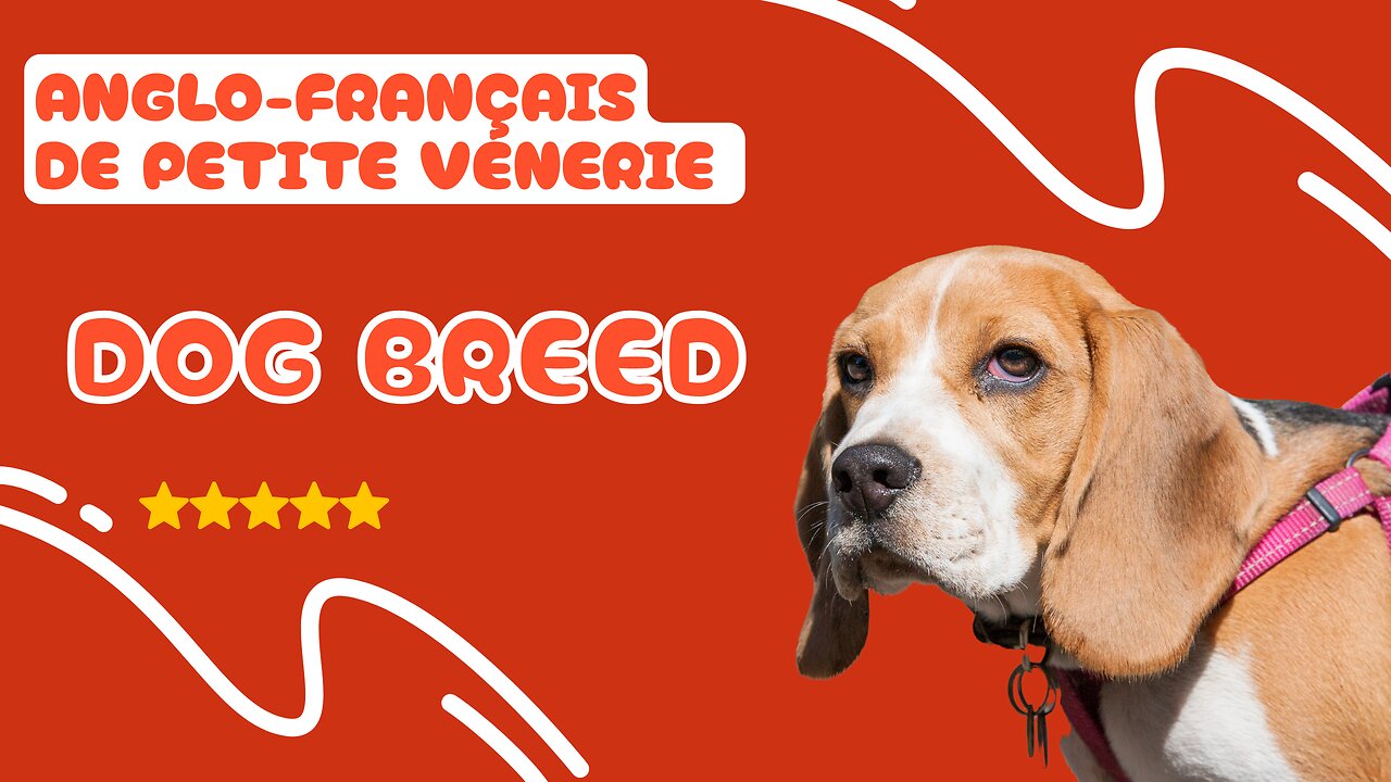 Meet the Anglo-Français De Petite Vénerie: The Dog Breed You Need to Know About!