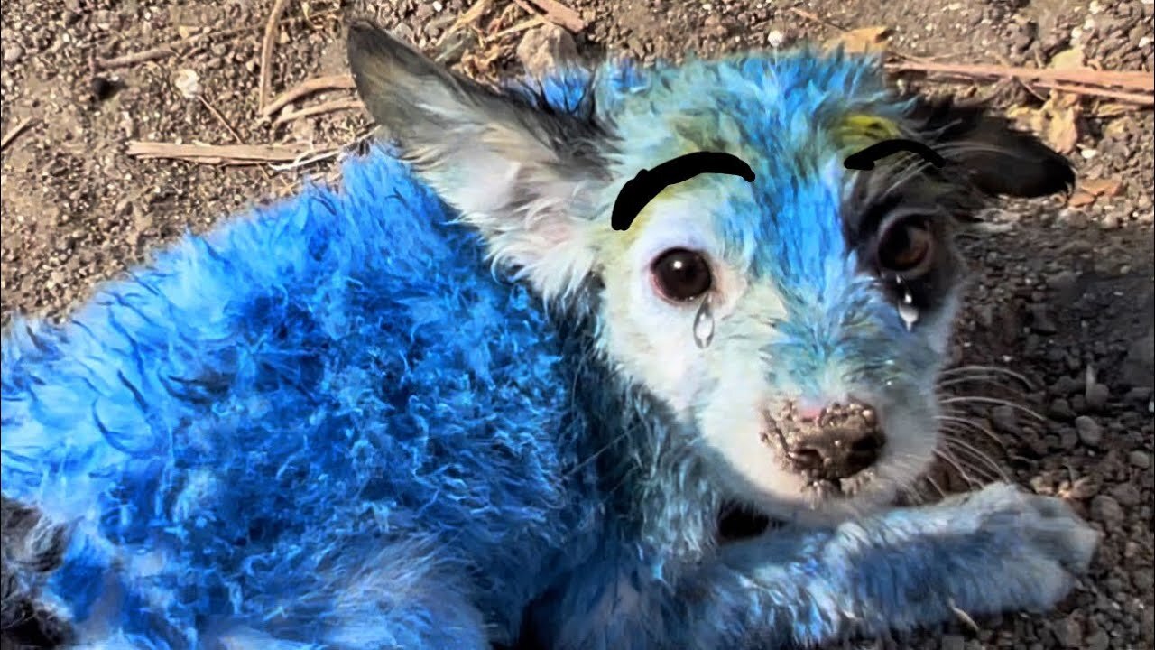 They Painted Him Blue For Fun Then Discarded Him Crying In The Middle Of Their Mockery