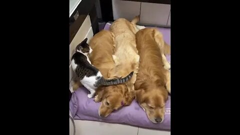 Cute dogs and cats video #46