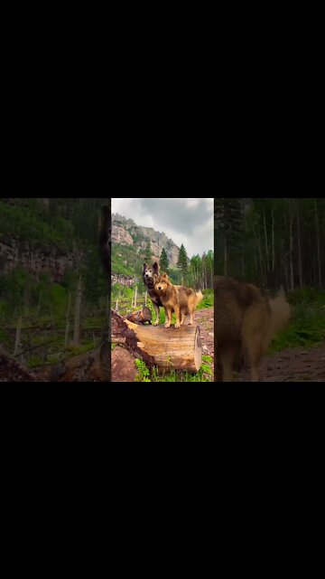 Gorgeous pair of wolves. 💕 #shorts #clips #shortsfeed #shortsvideo