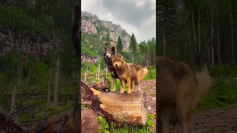 Gorgeous pair of wolves. 💕 #shorts #clips #shortsfeed #shortsvideo