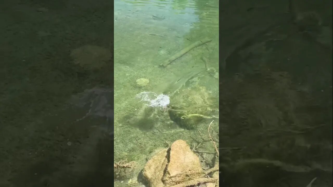 Panfish in a gin clear creek on the new spy jig. #fishing #panfishing #panfish #creekfishing #shorts