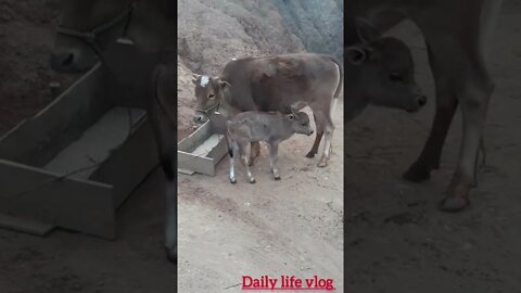 The baby cow wants to drink its mother's milk