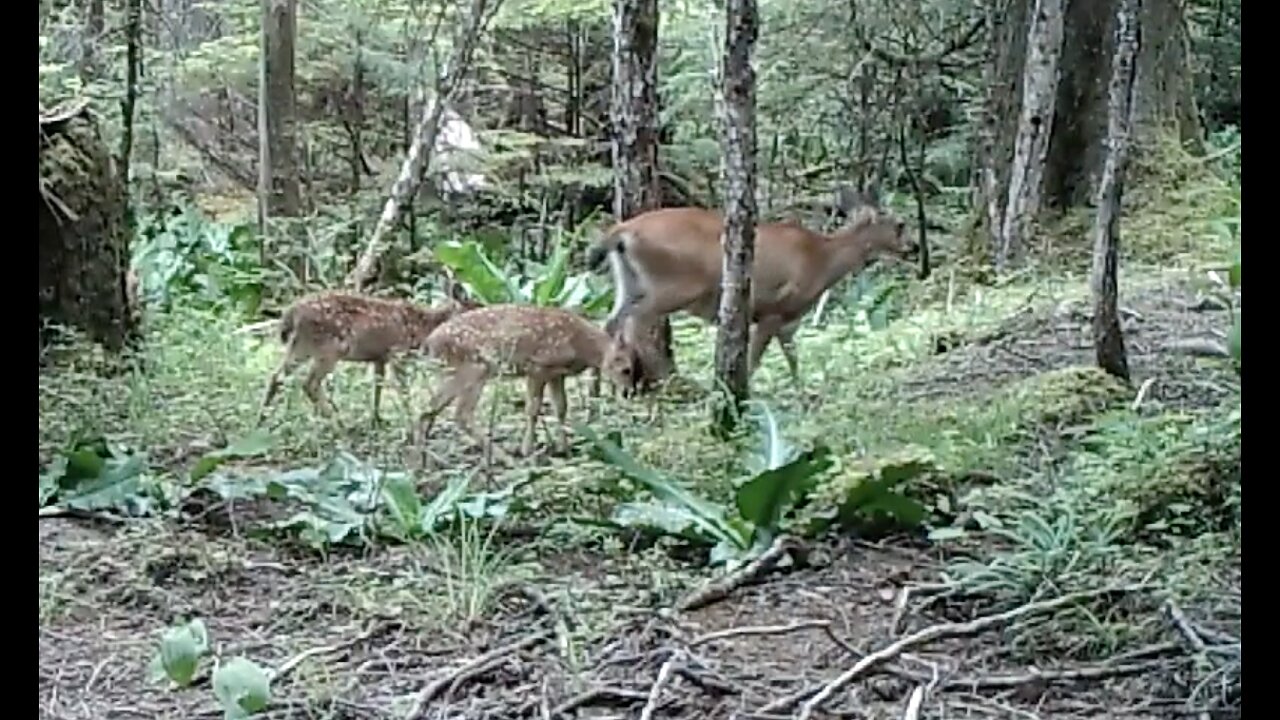 Licking Branch July 4-21