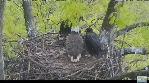 Hays Eagles H11 stands on the rails while Dad cleans up the nest and watches 020 05 08 132pm