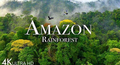 Amazon forest beautiful video|nature video|beautiful nature video