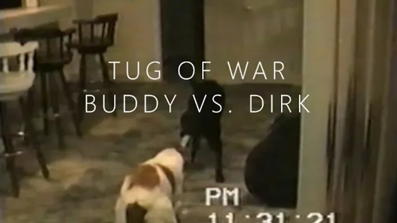 Dog tug of War (Buddy vs. Dirk)