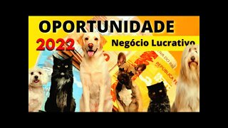 Saiba as oportunidades de negócios do mercado PET para 2022 | NEGÓCIO LUCRATIVO