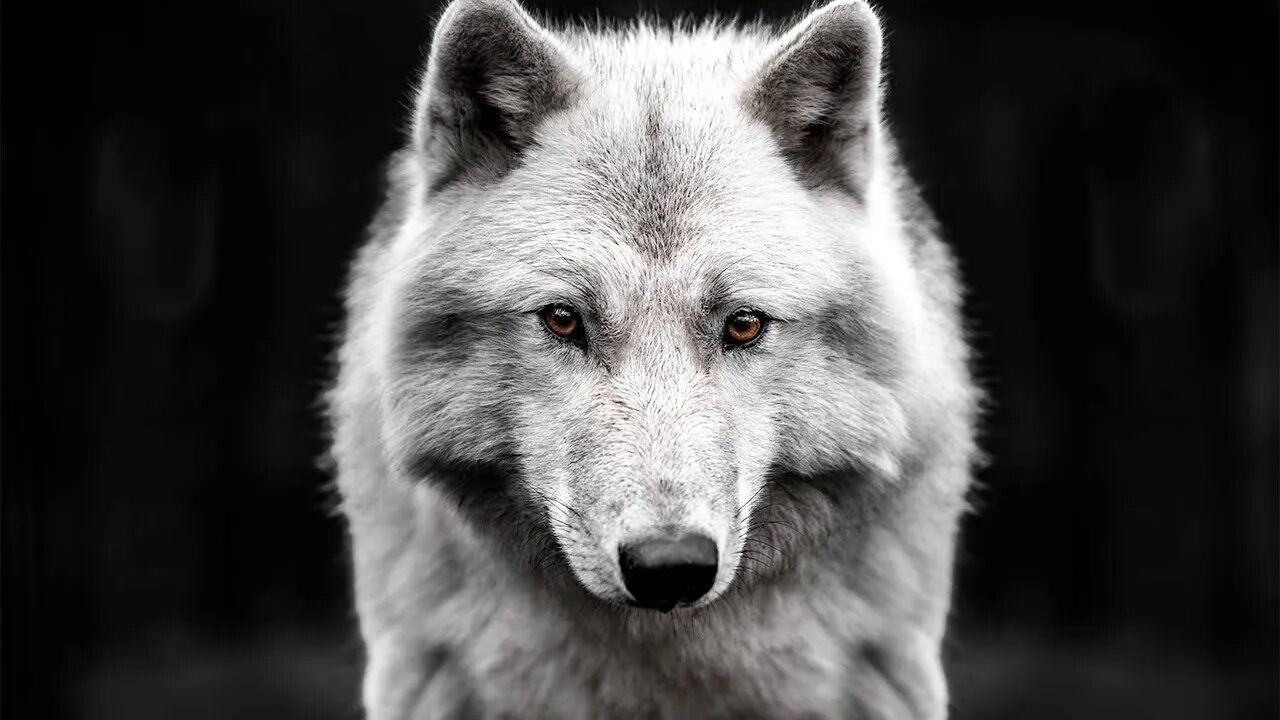 Should You Be A Lone Wolf?