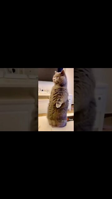 o cão com medo de cortar unha #shorts