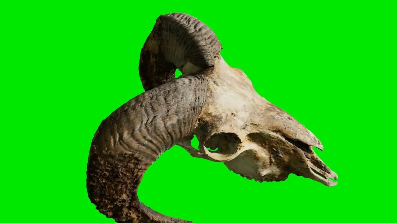 ram skull at green chromakey background