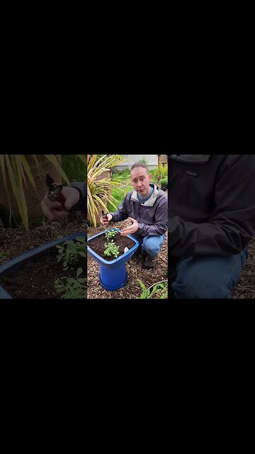 Want More Flowers This Summer? How to Prune Your Calibrachoa (and many other plants) 😉 #shorts