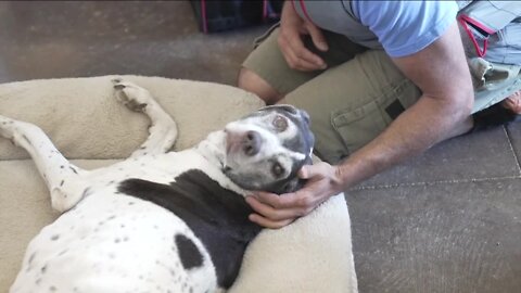 One Last Gift: Colorado man helping families with pets with end of life care