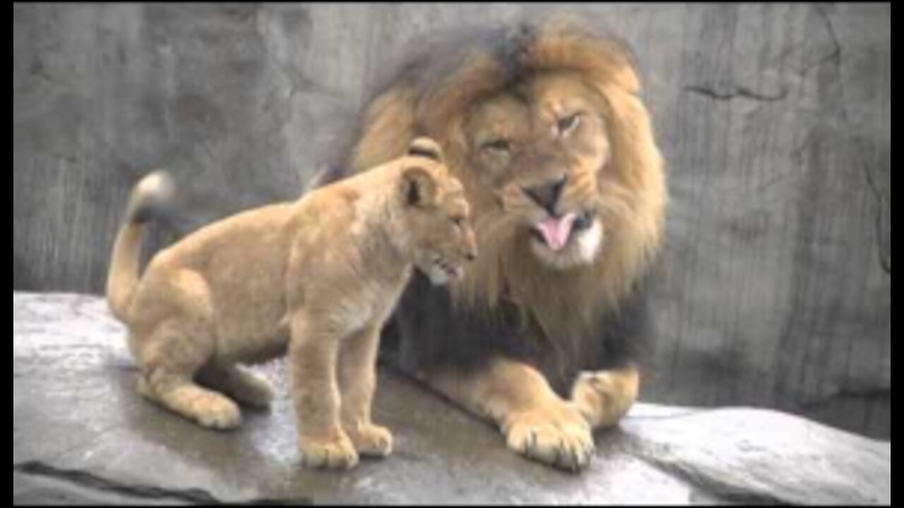 Lion cubs meet dad