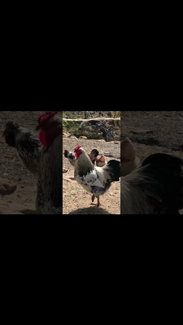 Chicken family free ranging