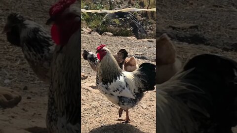 Chicken family free ranging