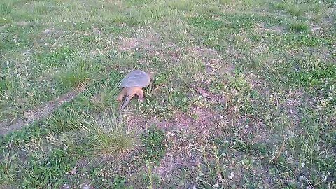 Our Annual Spring Visitor