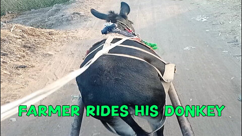 Egyptian Farmer Rides His Donkey To Go To His Land