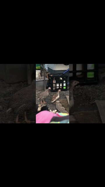 Baby guinea fowl looking for flock