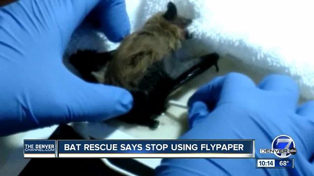 Colorado Bat Rescue saving bats stuck on flypaper