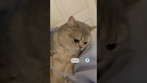 cute cat videos 😹 funny videos 😂😍