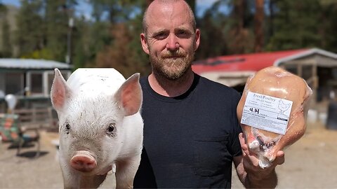 We Traded Chicken For Pigs!