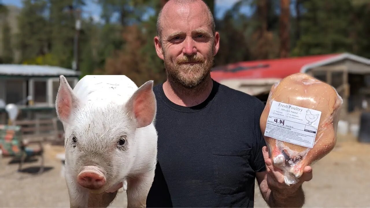 We Traded Chicken For Pigs!