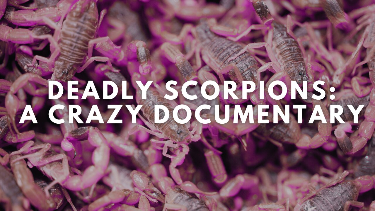 Deadly Scorpions: A Crazy Documentary