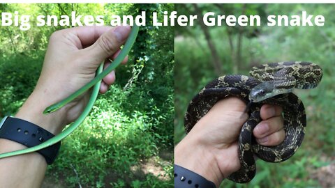 Big snakes and my lifer Green snake! 2022 Herping!