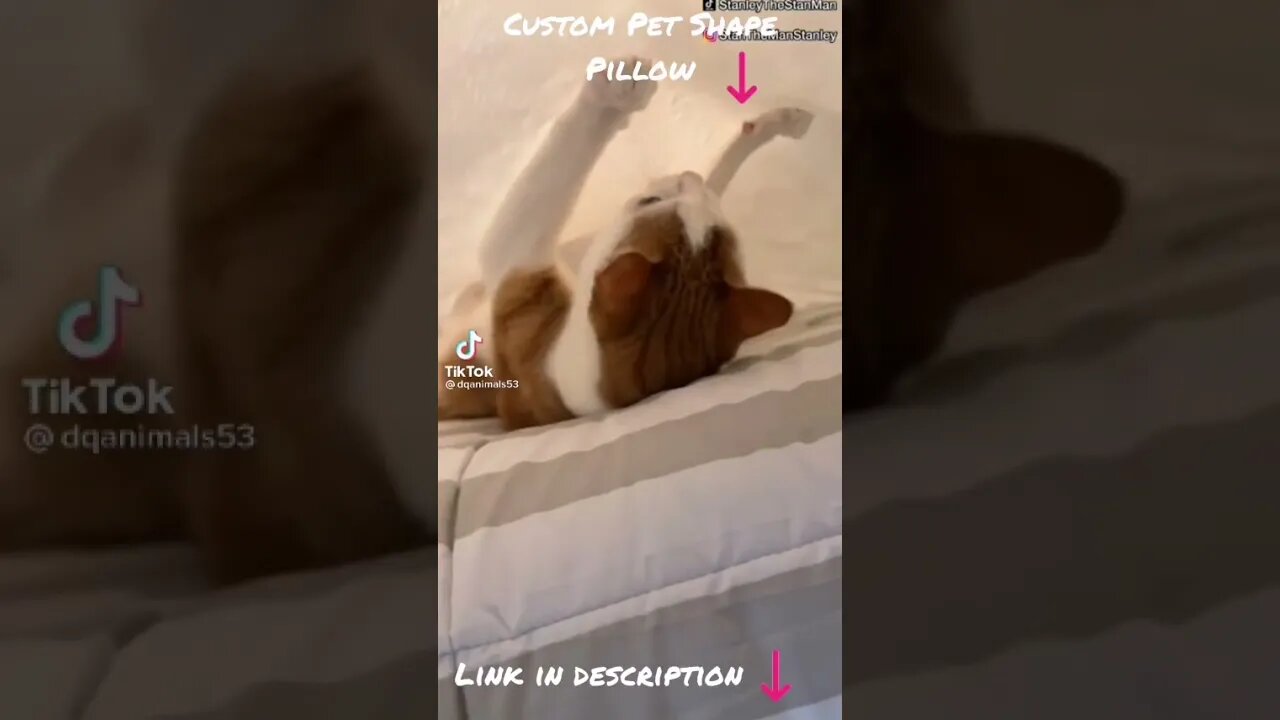 Tiktok Viral Funny Cat Squid Game 😂- Cat Funny Video