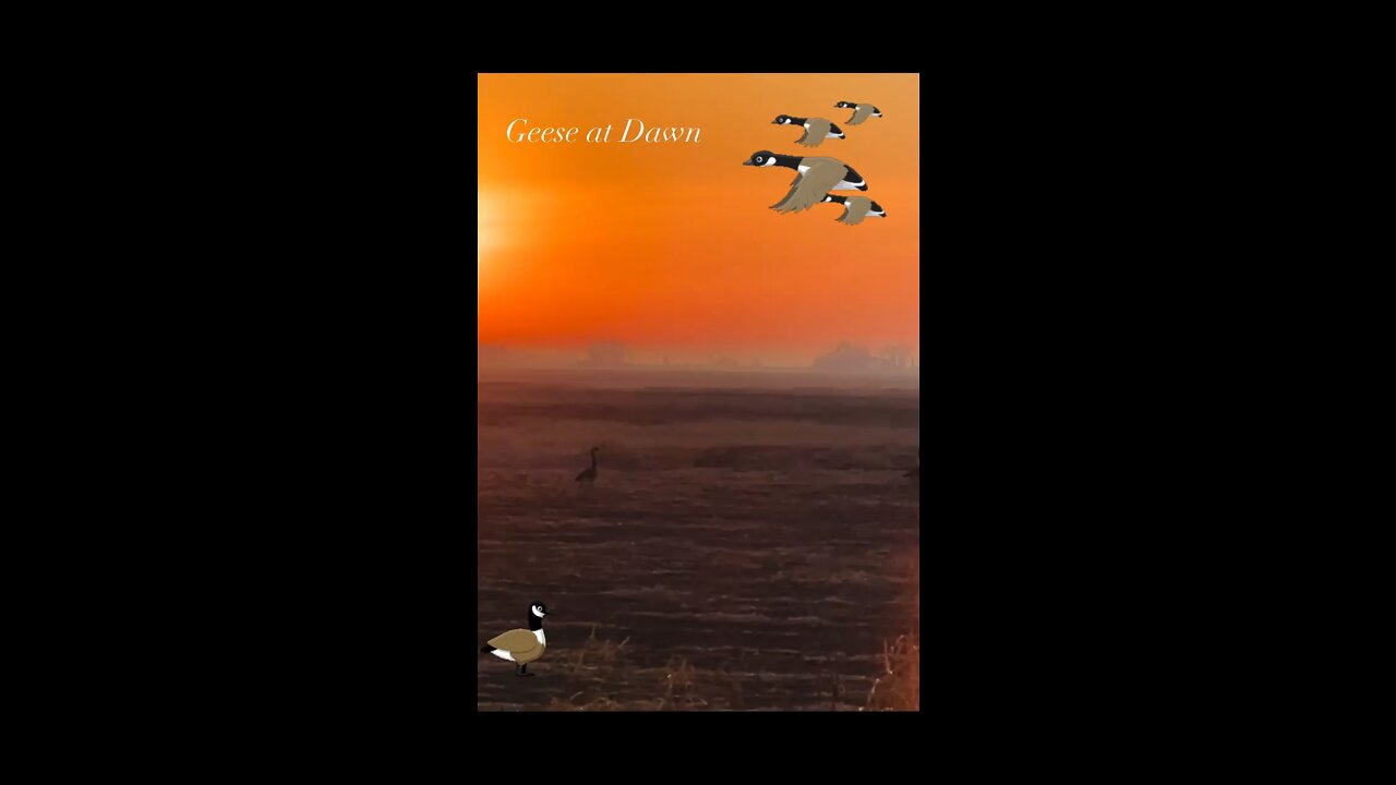 Geese at Dawn