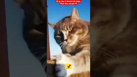 Cute Cat Funny Video 😂1270😹| #cutefunnycatvideos #Cat #cute #catvideos #funnyvideo