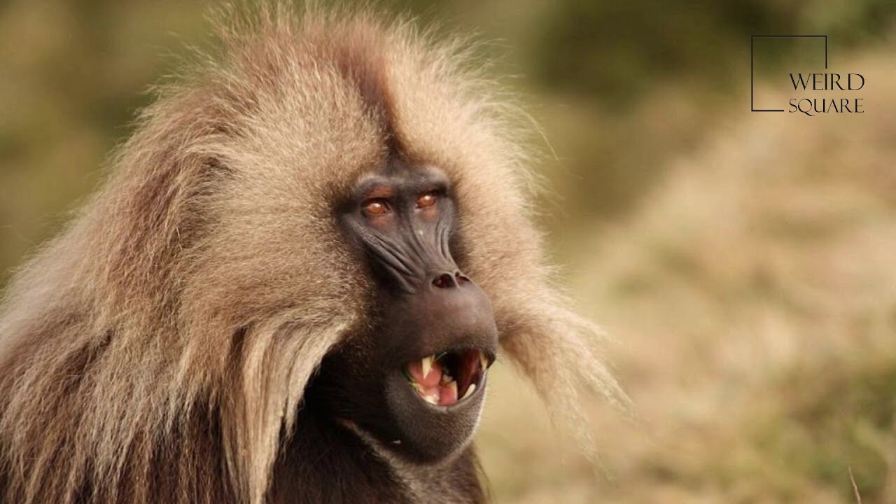 Interesting facts about Gelada Baboon by weird square