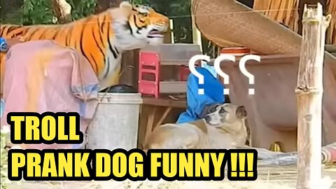 Troll Prank Dog Funny & fake Lion and Fake Tiger Prank