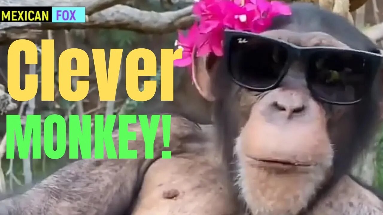 The clever monkey! | types of monkeys